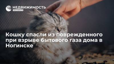 Кошку спасли из поврежденного при взрыве бытового газа дома в Ногинске
