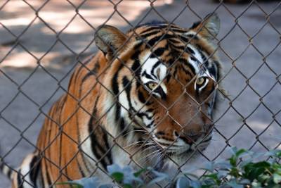 В крымском парке тигр откусил палец годовалому ребенку