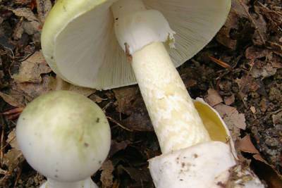 Миколог Вишневский назвал смертельно опасные лесные грибы