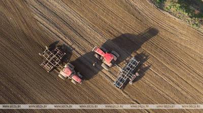 Озимые зерновые в Беларуси посеяли на половине запланированных площадей