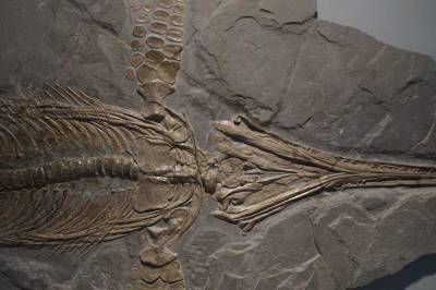В Ульяновской области палеонтологи случайно обнаружили скелеты двух ихтиозавров