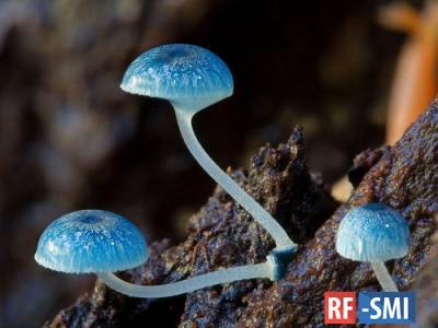 В Подмосковье семья погибла от отравления грибами