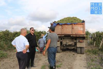 В Магарамкентском районе продолжается сбор урожая винограда