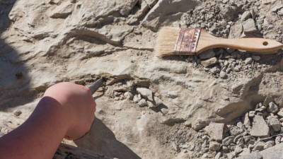 Скелеты двух ихтиозавров неизвестного вида обнаружили палеонтологи под Ульяновском