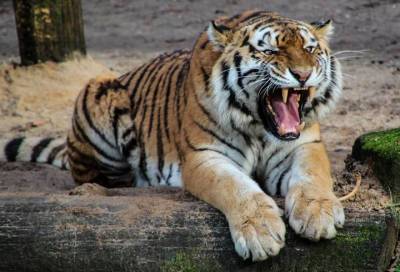 В крымском сафари-парке тигр откусил ребенку палец