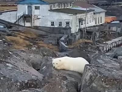 В Красноярском крае медвежонок забрёл в посёлок Диксон