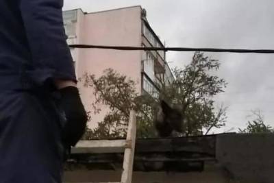Спасатели в Новороссийске сняли с крыши гаража собаку, которая просидела там три дня