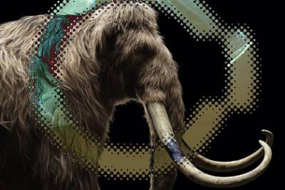 В России оценили шансы американцев клонировать мамонтов