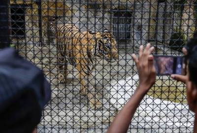 Ребенок лишился пальца в зоопарке в Крыму