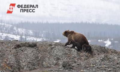 Эколог о выходе медведей к людям: «Природа напоминает нам, что идет борьба за выживание»