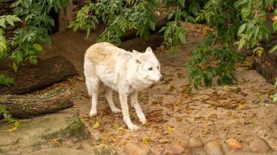 Столичные строители стали опекунами полярного волка из Московского зоопарка