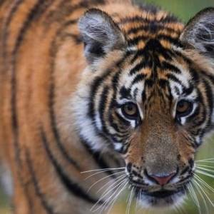 В Крыму в зоопарке тигр откусил годовалому ребенку палец