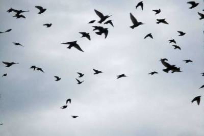 В Кургане возникла угроза авиакатастроф из-за большого количества птиц на свалках