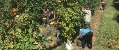 На Луганщине при поддержке USAID наладили массовую продажу яблок в супермаркеты и изготовление сока без сахара