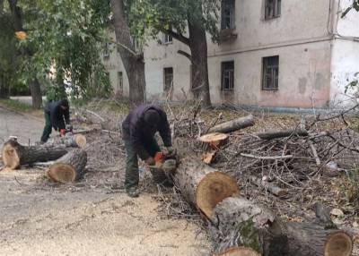 Ещё 83 аварийных дерева убрали с улиц Ульяновска