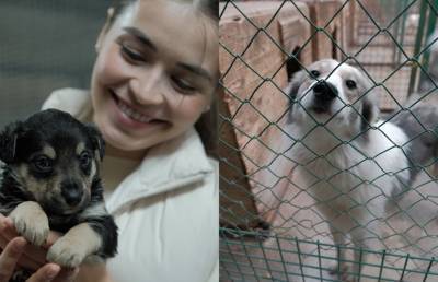 «Было трудно сдержать слезы»: Финалистки «Мисс Беларусь» посетили приют для животных