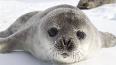 В Антарктиде провели полную перепись тюленей Уэдделла