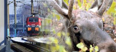 В Карелии два лося погибли под колесами пассажирских поездов