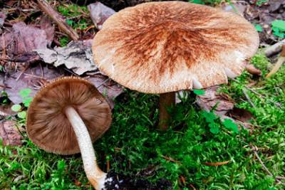 В лесах Коми нашли новые виды грибов