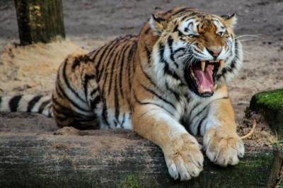 Тигр откусил ребенку палец в крымском зоопарке