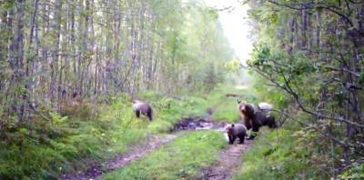 «Мать-героиня и ее косолапики»: Нижне-Свирский заповедник показал кадры игривых медвежат — видео