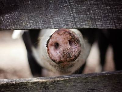 На площадке «Мираторга» нашли чуму свиней