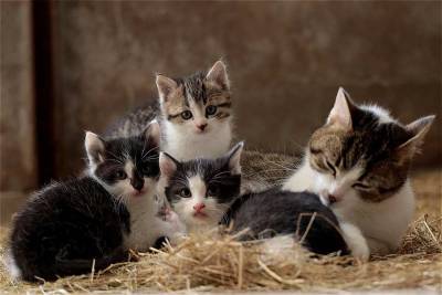 Медики: Кошки могут подхватить COVID-19 от хозяина