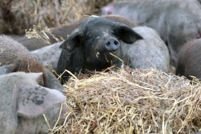 В ФМБА заявили, что африканская чума свиней не опасна для людей