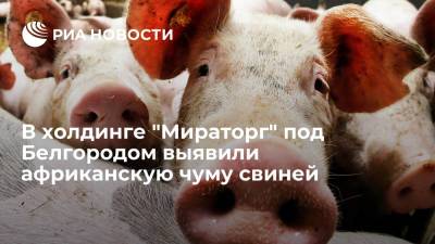 На площадке агрохолдинга "Мираторг" в Белгородской области выявили африканскую чуму свиней