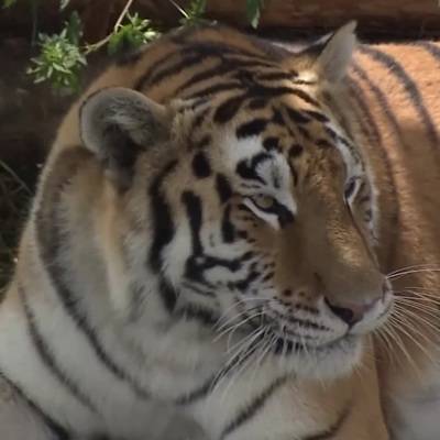 Тигр откусил годовалому ребенку палец на руке в зоопарке "Тайган" в Крыму