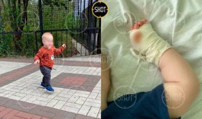 Покормила: в крымском парке тигр откусил годовалому ребенку палец