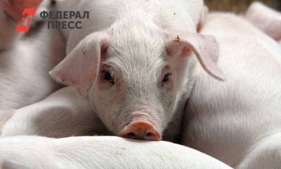 На предприятии «Мираторга» в Белгородской области вспыхнула африканская чума свиней
