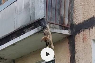 В Тутаеве собака через балкон сбежала от безответственных хозяев