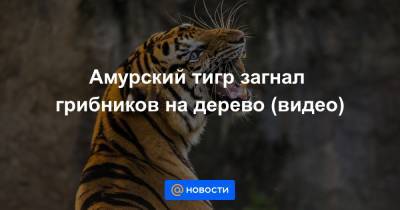 Амурский тигр загнал грибников на дерево (видео)