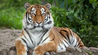 Грибники в Приморье спаслись от тигрицы на хрупких ветках дерева