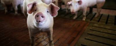 В агрохолдинге «Мираторг» в Белгородской области выявлена африканская чума свиней
