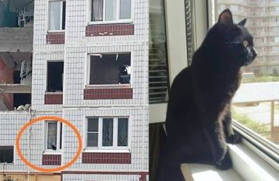 Из повреждённого взрывом дома в подмосковном Ногинске спасли пять кошек