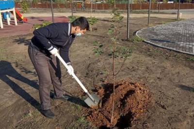В Астрахани в микрорайоне Казачий высадили деревья