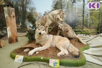 В России зафиксирована наибольшая численность волка за 20 лет