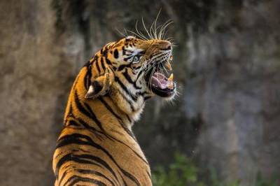 Тигр откусил годовалому младенцу палец в крымском парке «Тайган»