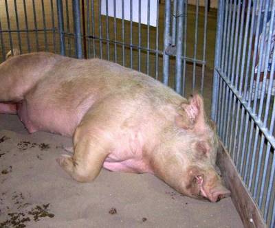 Вспышка африканской чумы свиней произошла на предприятии «Мираторга» в Белгородской области
