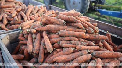 ФОТОФАКТ: В СПК "Свислочь" приступили к уборке моркови