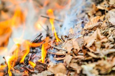 Киевлянам напомнили о штрафах за сжигание листьев и назвали суммы