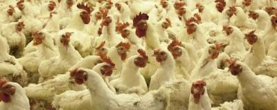 В Минсельхозе договорились с производителями о стабильной стоимости мяса птицы