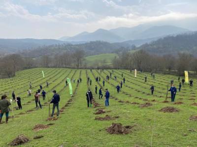 В День памяти в 76 городах и районах Азербайджана посажено в целом 58 тысяч 109 деревьев