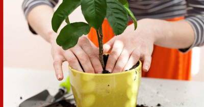 Как помочь растению перенести пересадку: простые советы