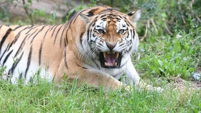 Мама пострадавшего малыша в крымском зоопарке: «Тигр прыгнул сверху, подтянул за кофту»
