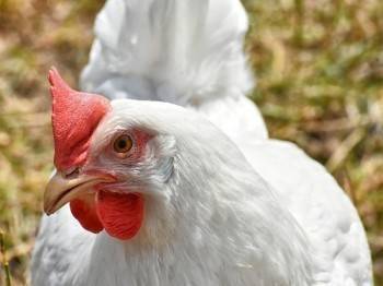 Цены на мясо птицы: ждать ли очередного повышения?