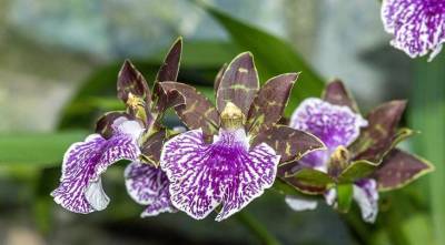 Зигопеталум - фиолетовая орхидея для комнатного цветоводства: все особенности выращивания