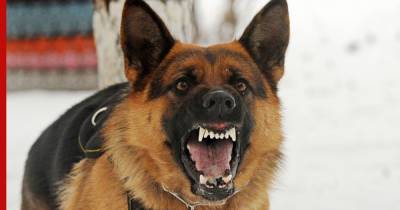 Злобный питомец: как бороться с агрессией собаки и что делать в случае нападения
